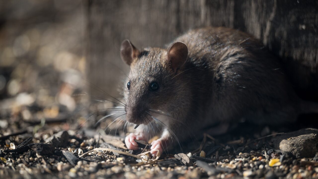 戸建ての配管まわりや換気口などネズミの侵入口候補を現地調査で確認する様子